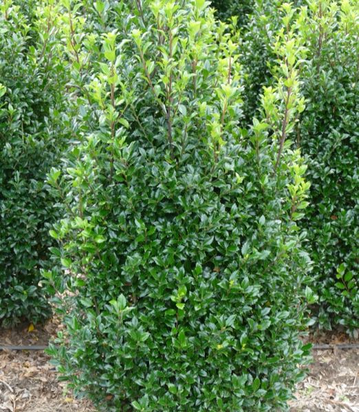 Ilex meserveae 'Heckenstar' ®